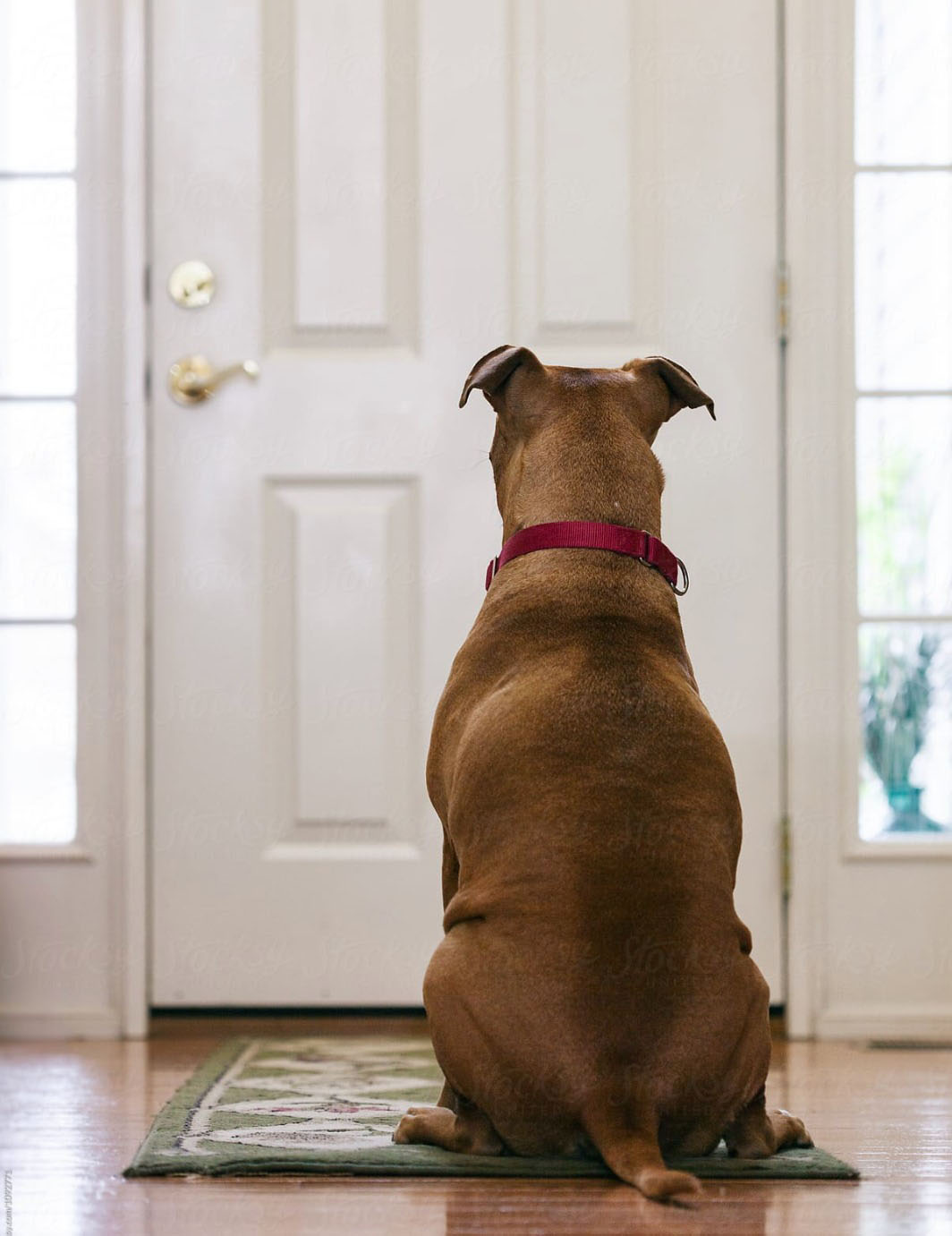 Dogs & Doors – Training Your Dog to Wait at Doors