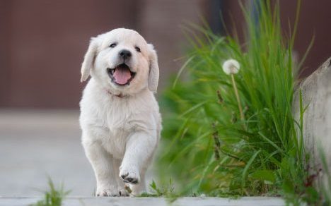 a happy puppy
